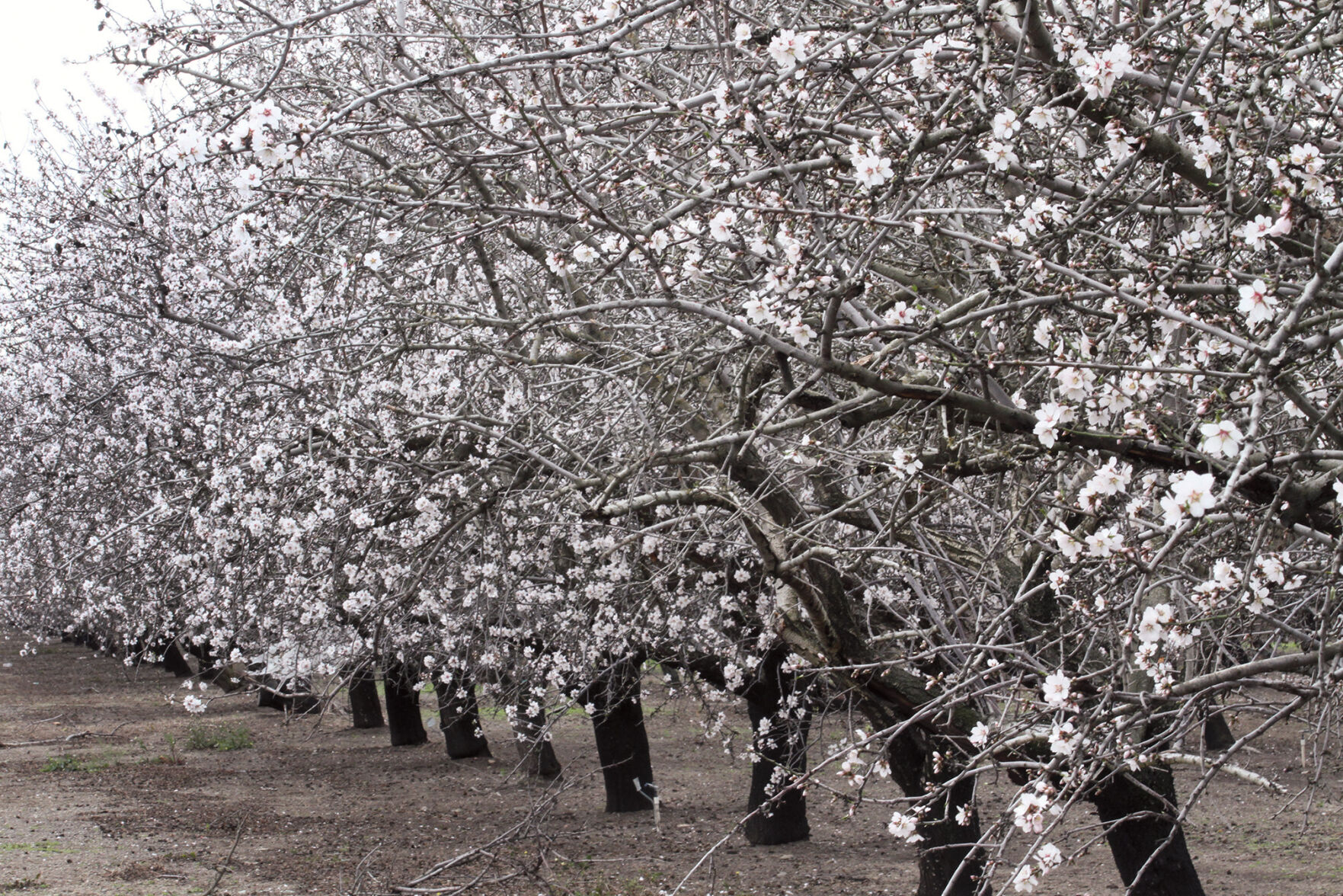 Almond trees in bloom